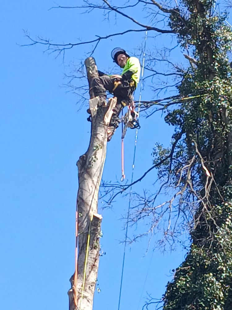 Climber working at the top of a cut trunk against a blue sky