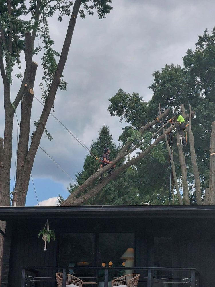 Two climbers rigging a large limb over a house roof